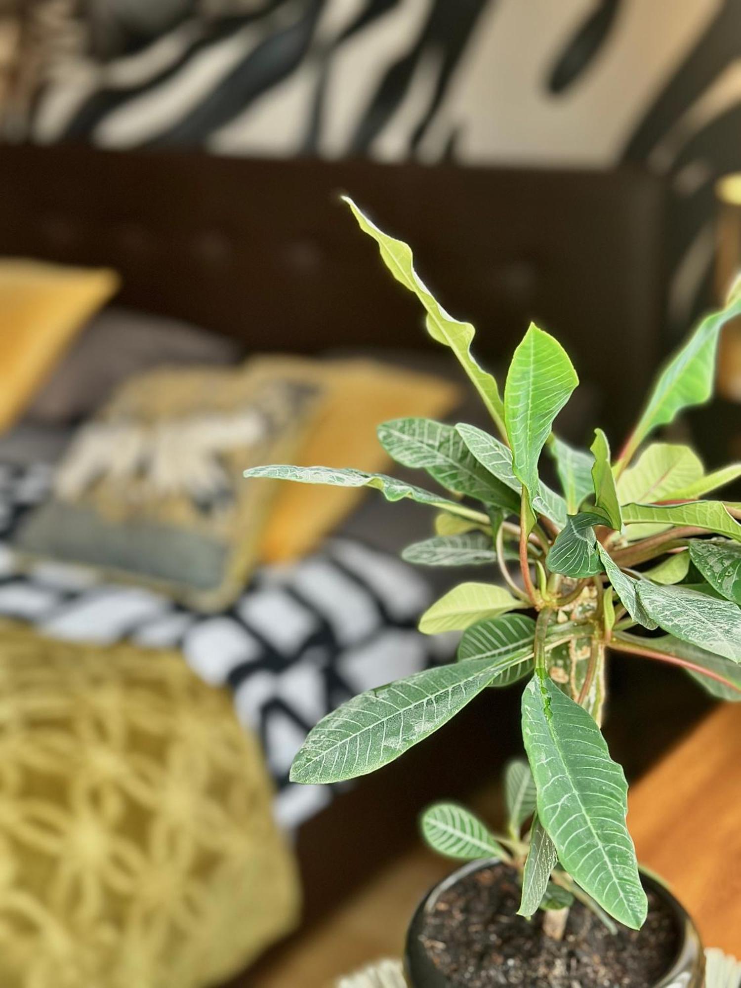 Africa Apartment ワルシャワ エクステリア 写真
